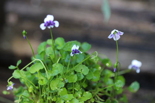 *RETAIL - Viola hederacea