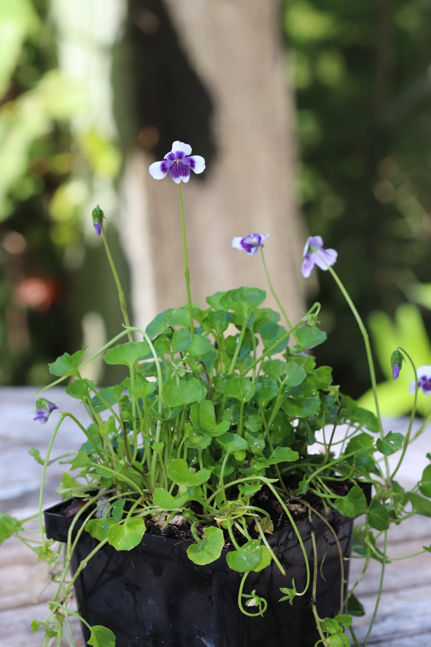 *RETAIL - Viola hederacea