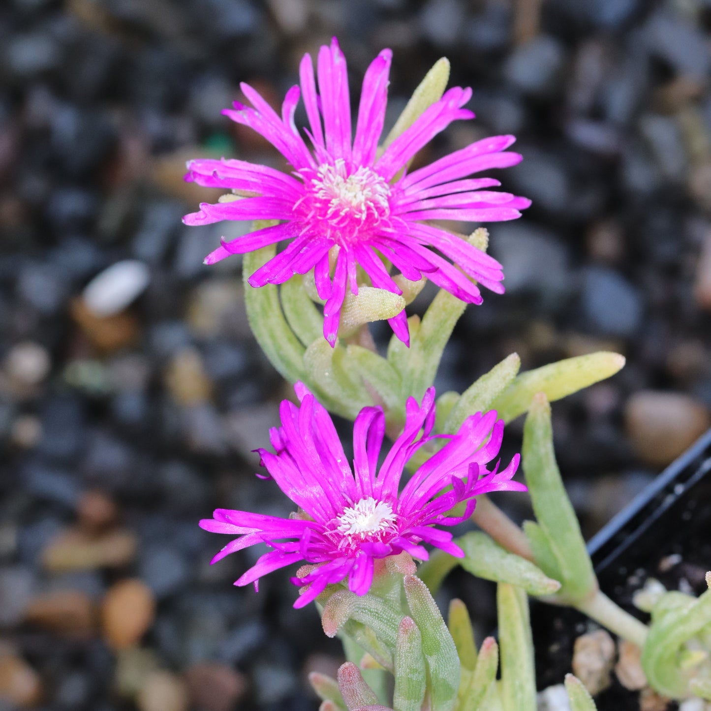 *RETAIL - Delosperma cooperi 'Variegata'