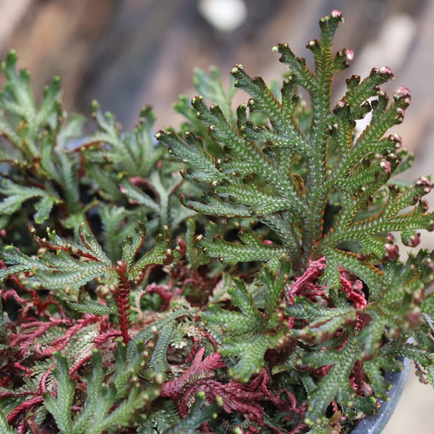 *RETAIL - Selaginella erythropus 'Sanguinea'