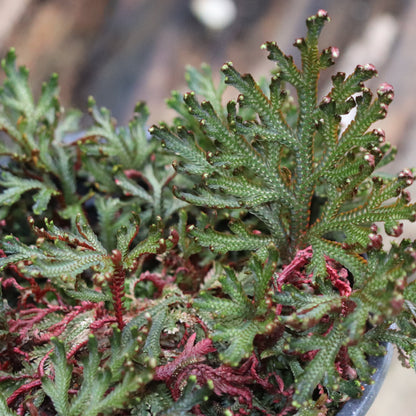 *RETAIL - Selaginella erythropus 'Sanguinea'