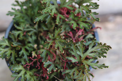 *RETAIL - Selaginella erythropus 'Sanguinea'