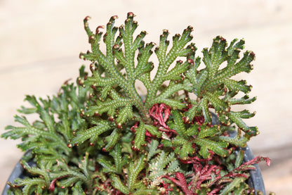 *RETAIL - Selaginella erythropus 'Sanguinea'