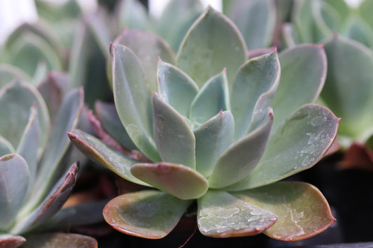 *RETAIL - Echeveria 'Blue Prince'