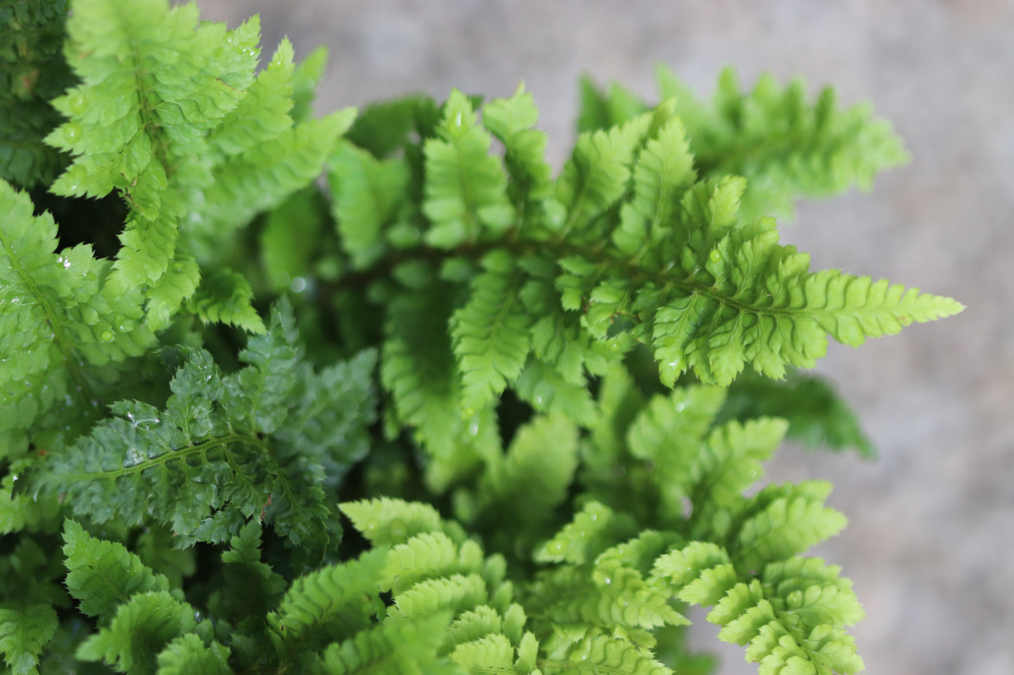 *RETAIL - Polystichum setiferum 'Congestum'