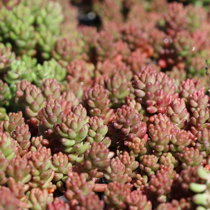 *RETAIL - Sedum album ‘Black Pearl'