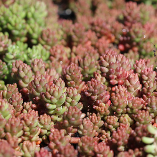 *RETAIL - Sedum album ‘Black Pearl'