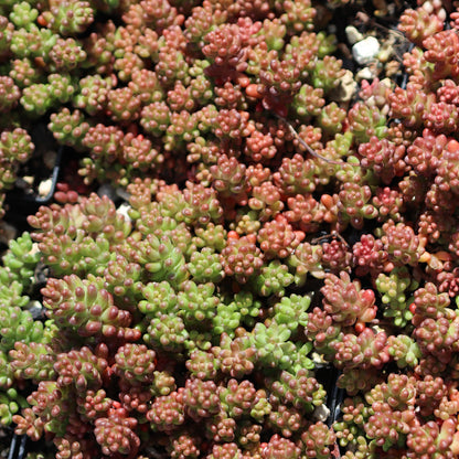 *RETAIL - Sedum album ‘Black Pearl'