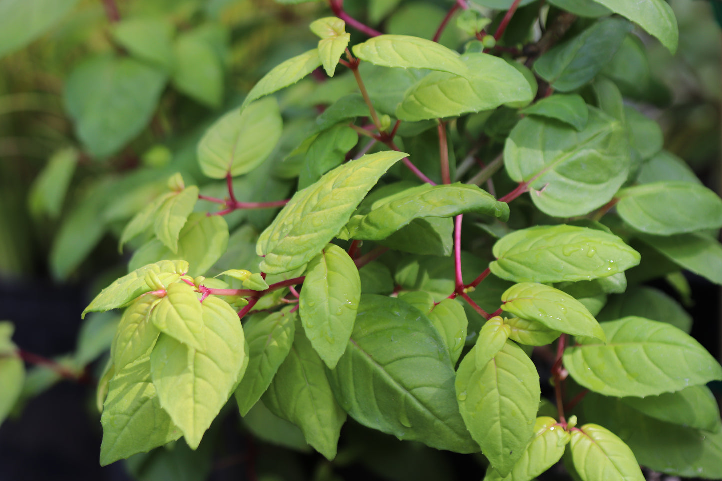 *RETAIL - Fuchsia 'Golden Harold'