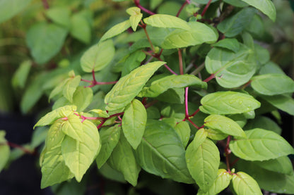 *RETAIL - Fuchsia 'Golden Harold'