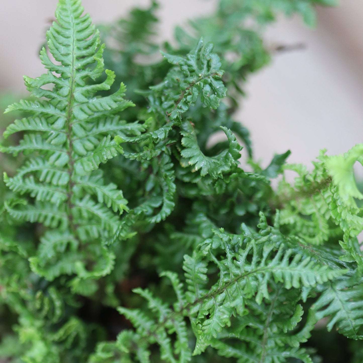 *RETAIL - Dryopteris affinis 'Crispa Congesta'
