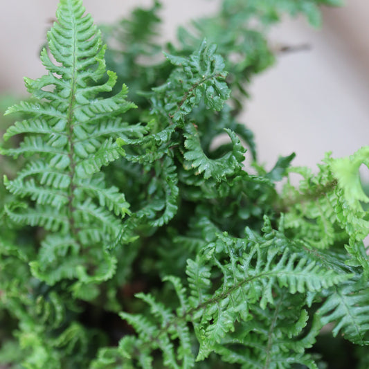 *RETAIL - Dryopteris affinis 'Crispa Congesta'
