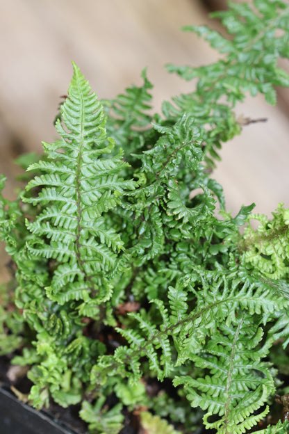 *RETAIL - Dryopteris affinis 'Crispa Congesta'