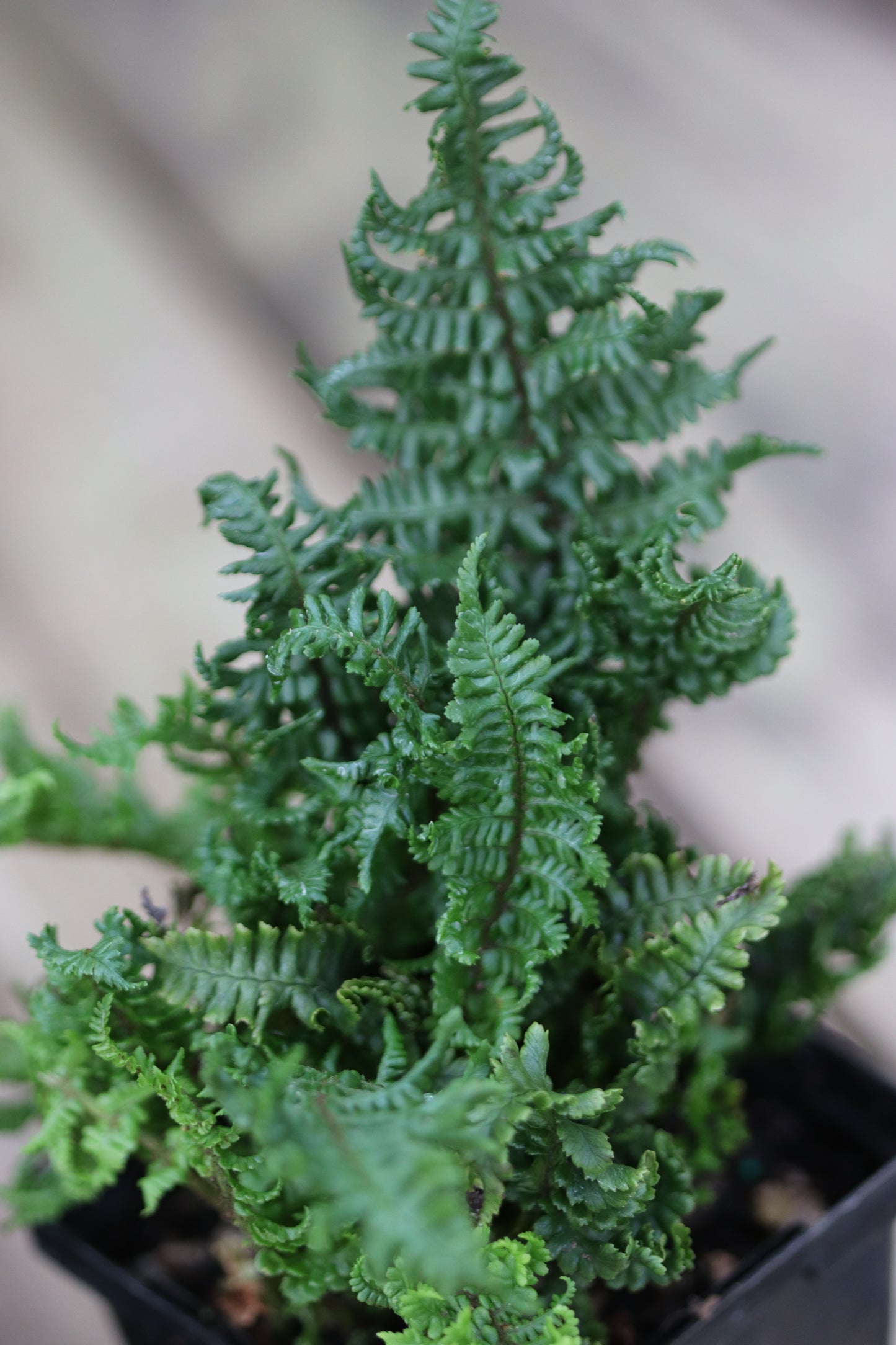 *RETAIL - Dryopteris affinis 'Crispa Congesta'
