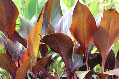 *RETAIL - Canna 'Australia'