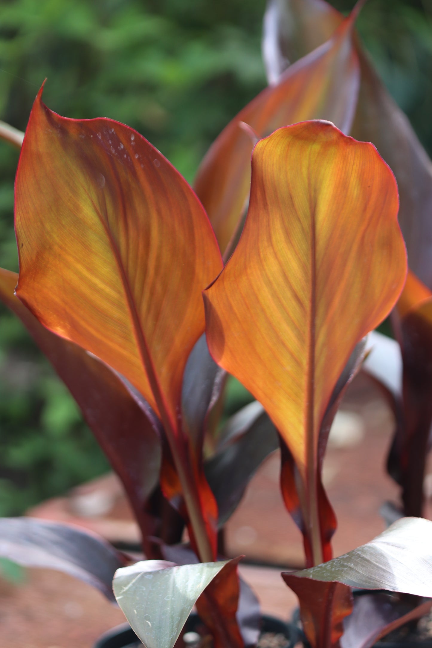 *RETAIL - Canna 'Australia'