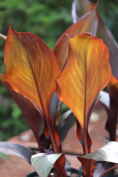*RETAIL - Canna 'Australia'