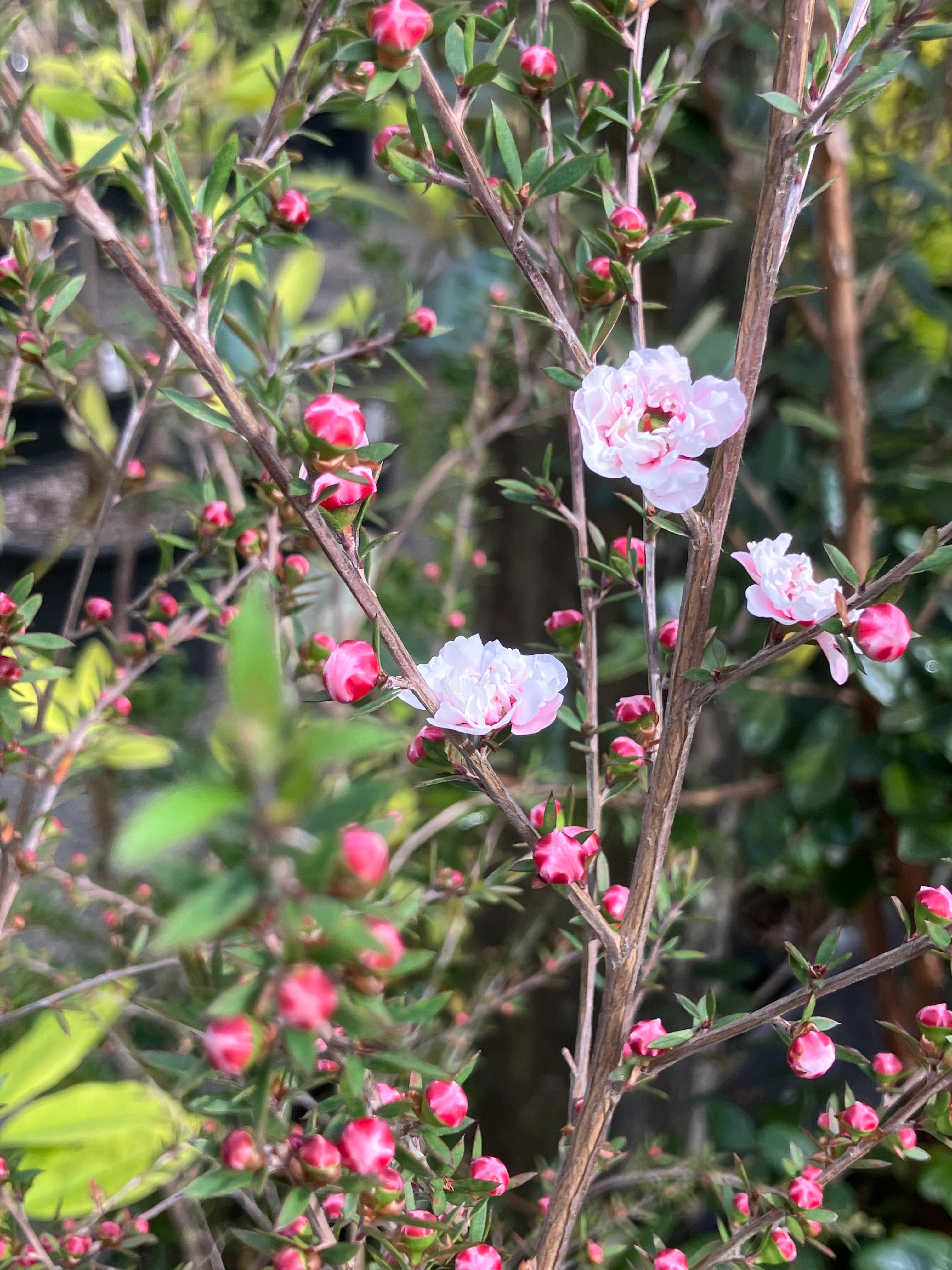 RETAIL - Leptospermum scoparium 'Martini' – Cistus Nursery
