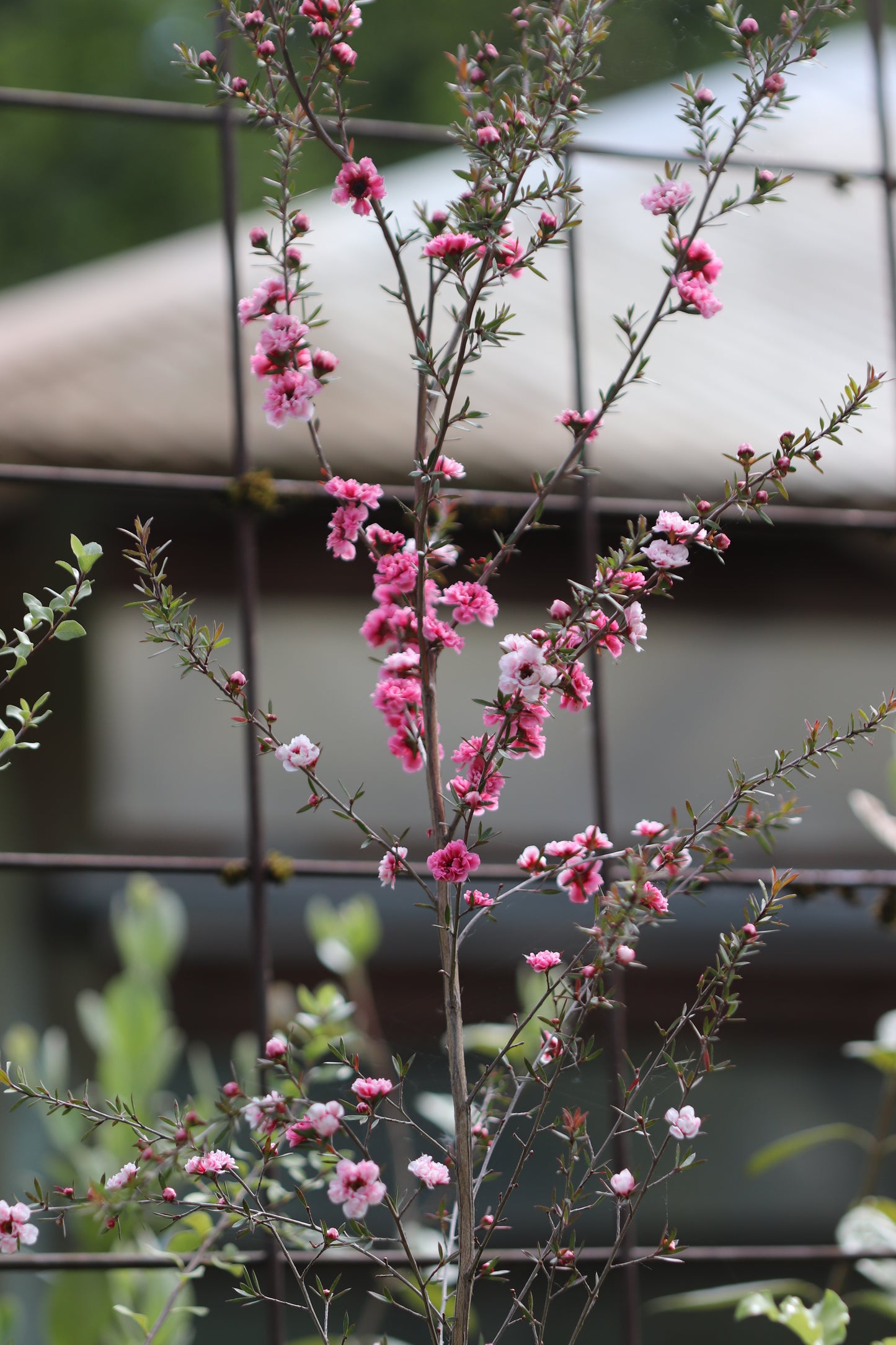 *RETAIL - Leptospermum scoparium 'Martini'