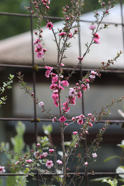 *RETAIL - Leptospermum scoparium 'Martini'