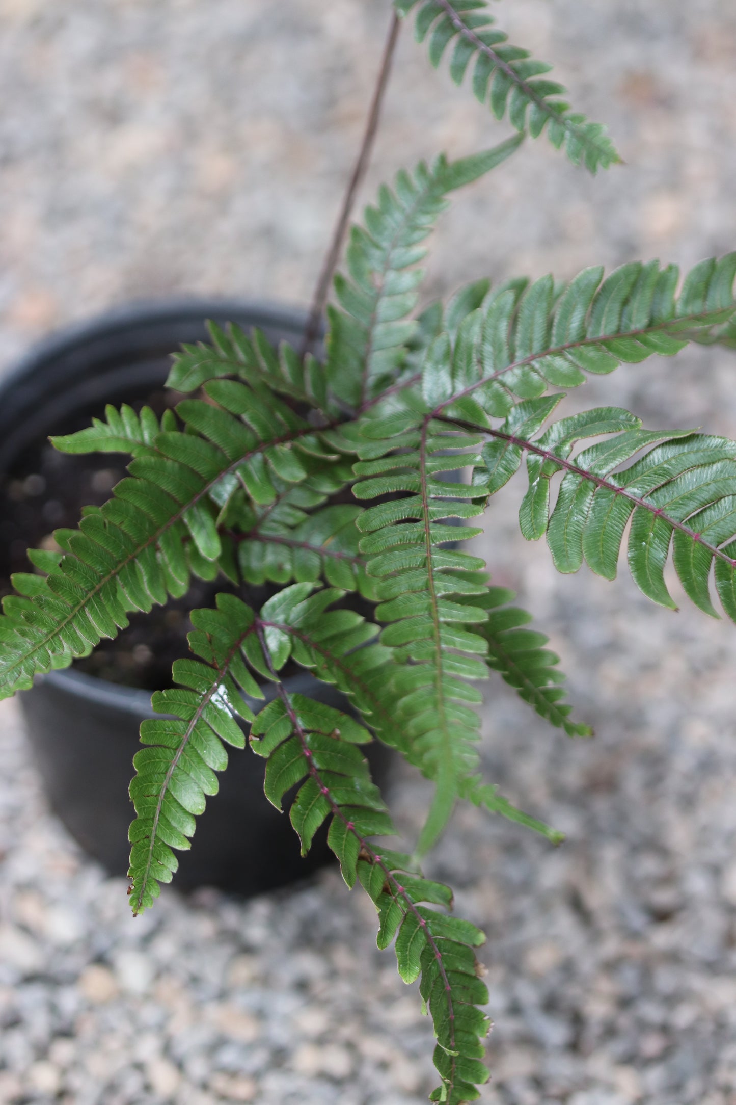 *RETAIL - Pteris quadriaurita 'Tricolor'
