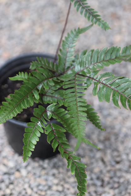 *RETAIL - Pteris quadriaurita 'Tricolor'