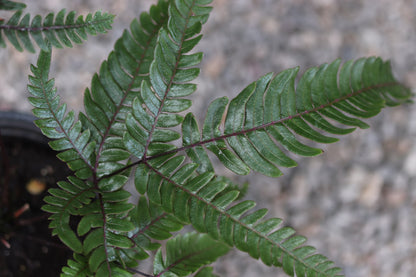*RETAIL - Pteris quadriaurita 'Tricolor'