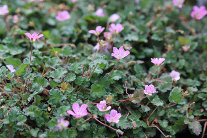 *RETAIL - Erodium reichardii 'Flore Pleno'