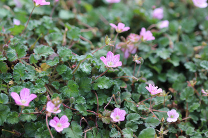 *RETAIL - Erodium reichardii 'Flore Pleno'