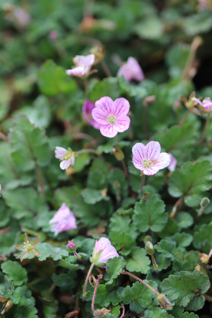 *RETAIL - Erodium reichardii 'Flore Pleno'