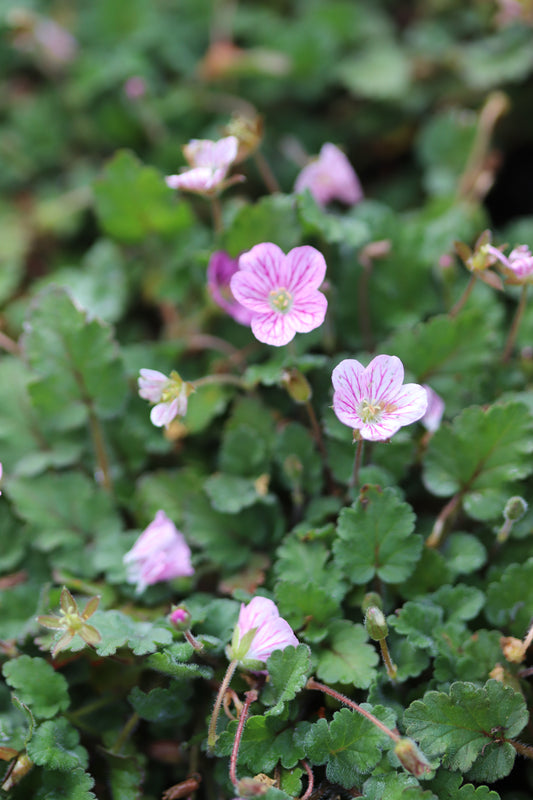 *RETAIL - Erodium reichardii 'Flore Pleno'
