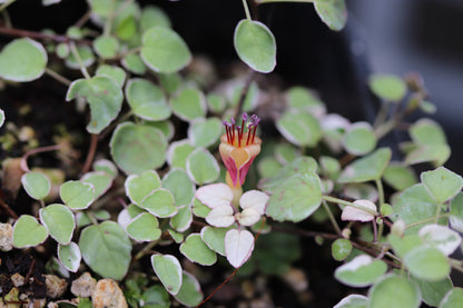 *RETAIL - Fuchsia procumbens 'Mary Miller'