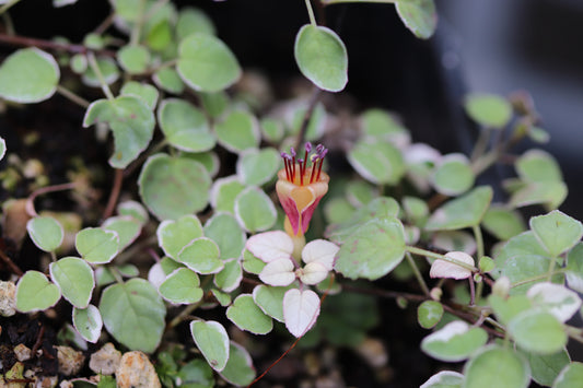 Fuchsia procumbens 'Mary Miller'
