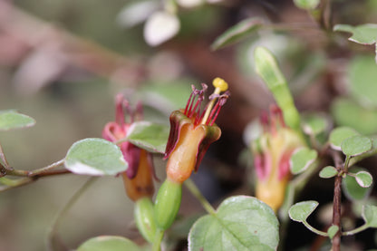 *RETAIL - Fuchsia procumbens 'Mary Miller'