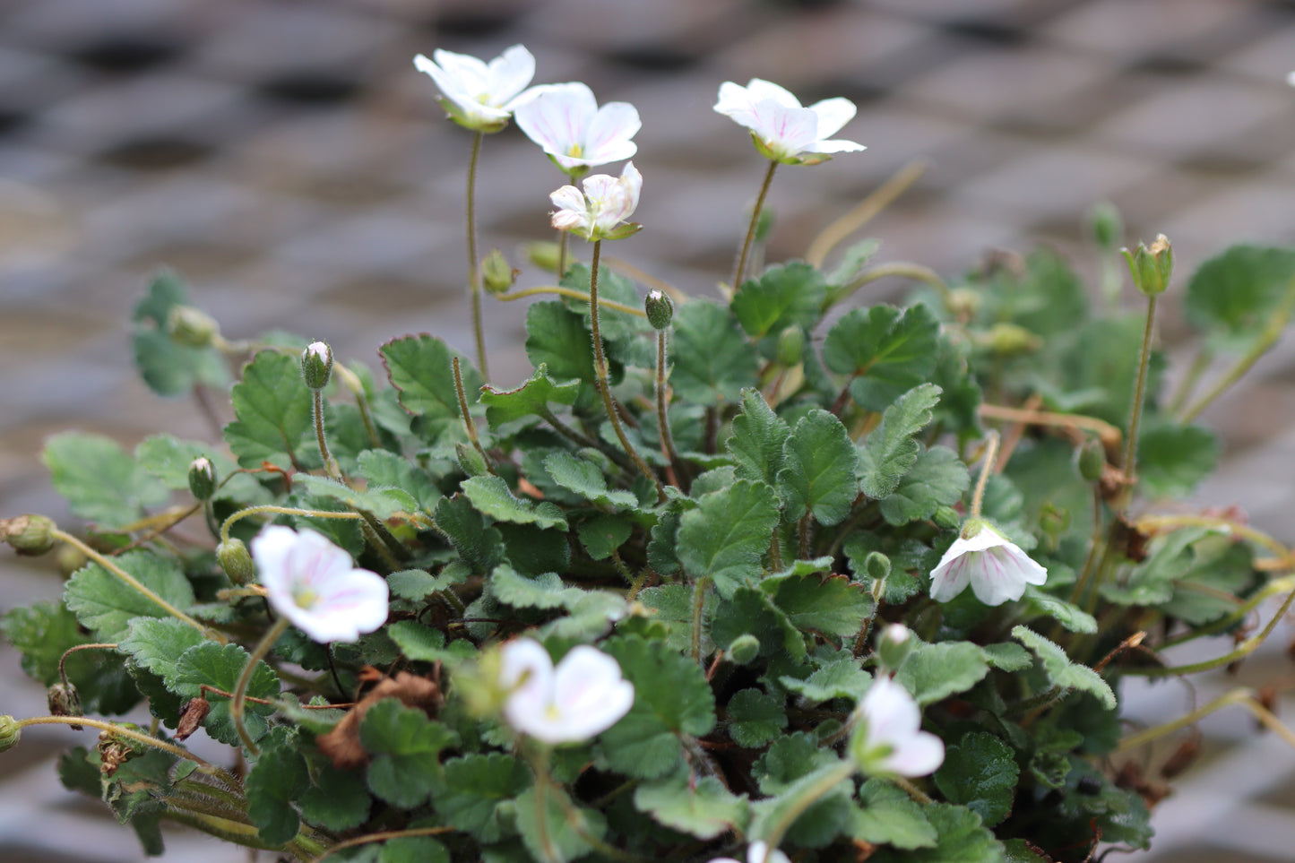 *RETAIL - Erodium reichardii 'Alba'