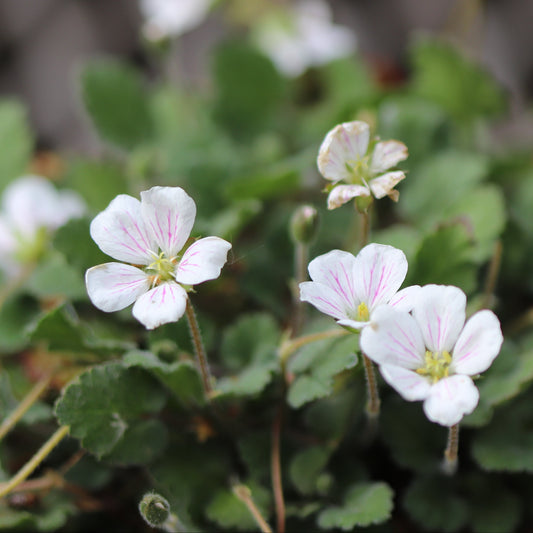 *RETAIL - Erodium reichardii 'Alba'