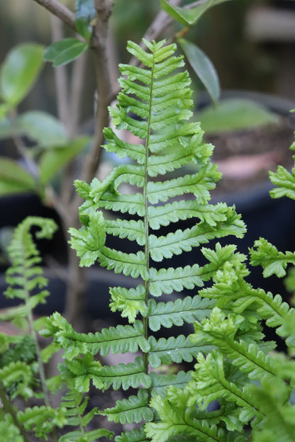 *RETAIL - Dryopteris affinis 'The King'