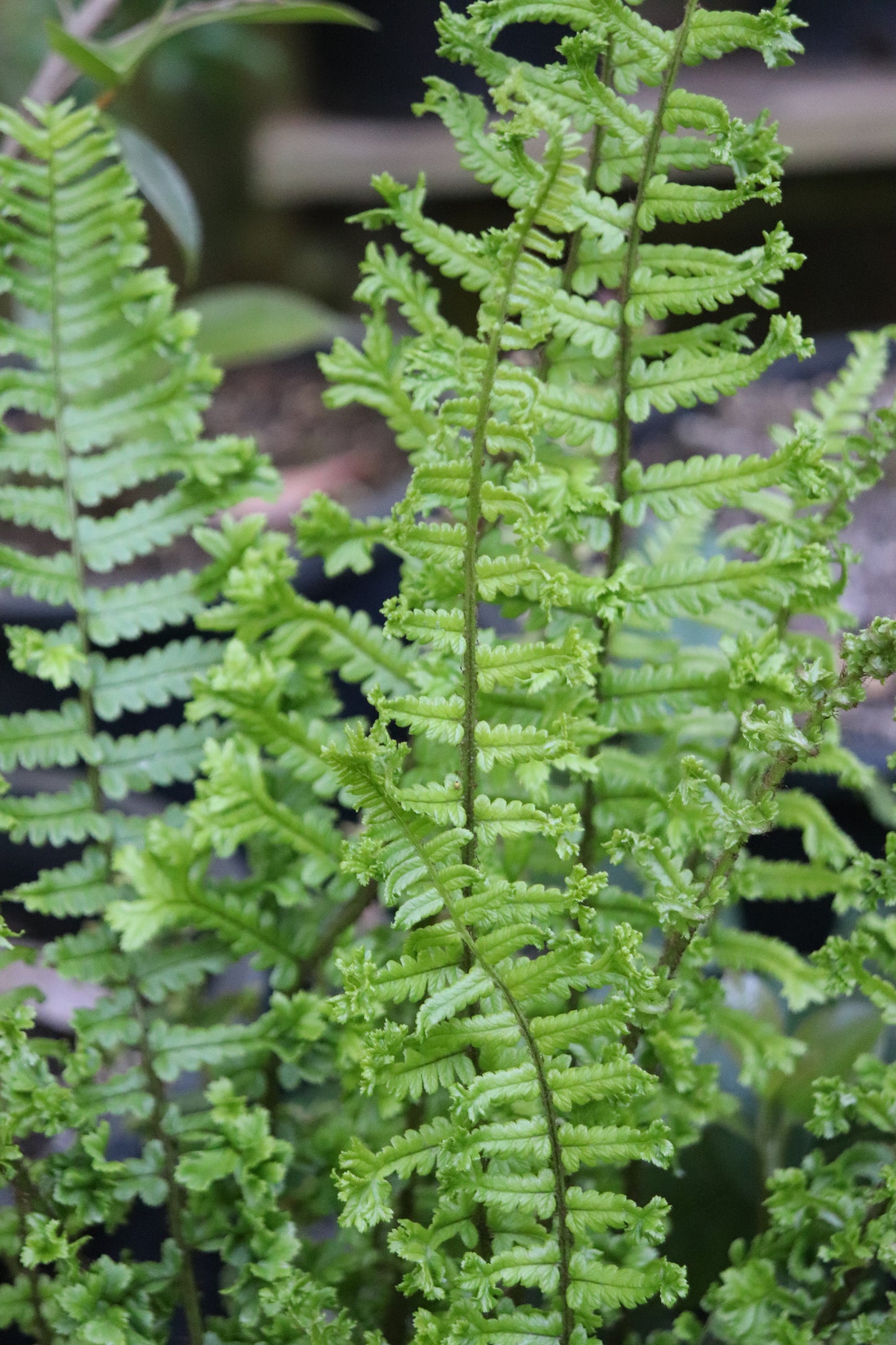 *RETAIL - Dryopteris affinis 'The King'