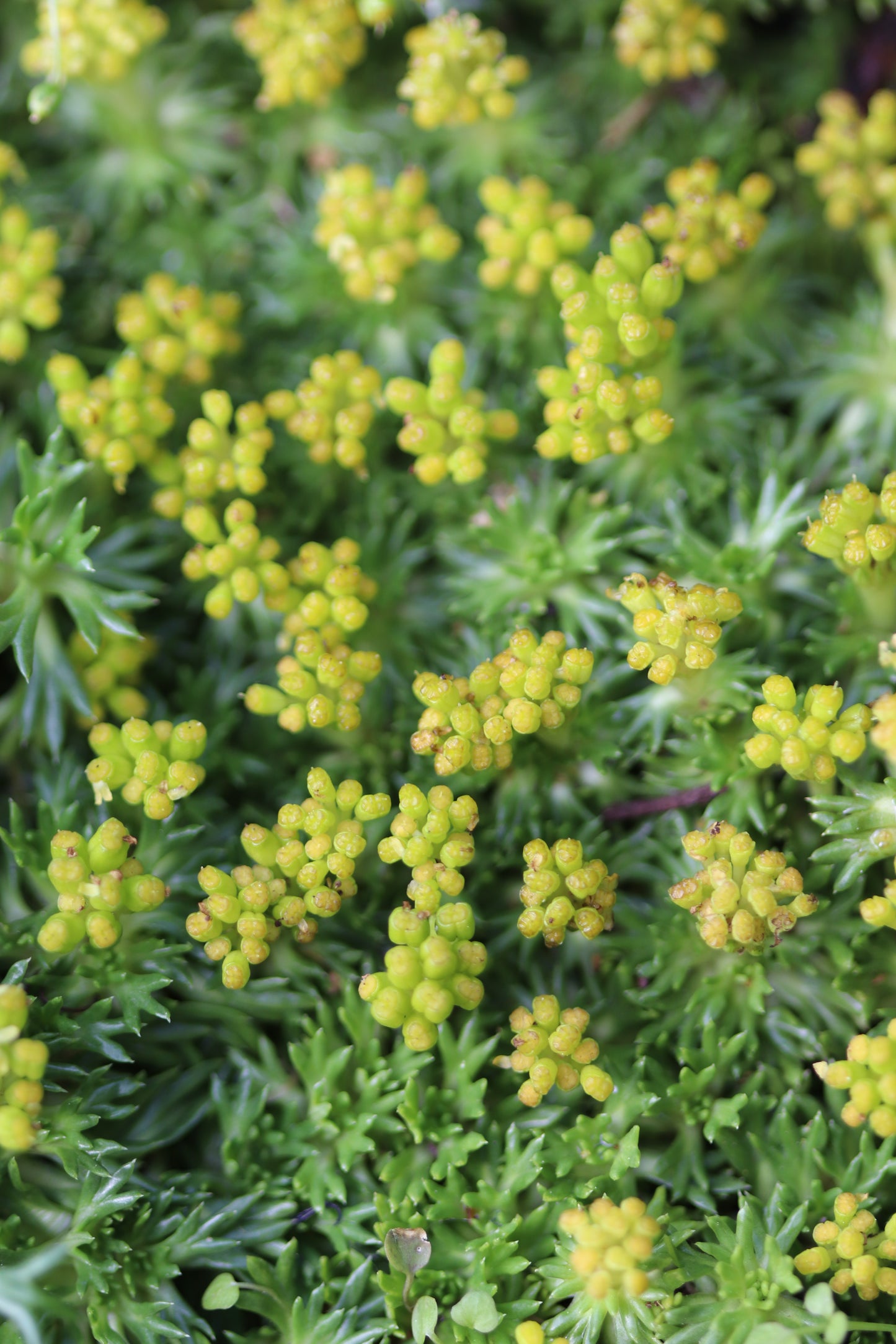 *RETAIL - Bolax gummifera 'Nana'