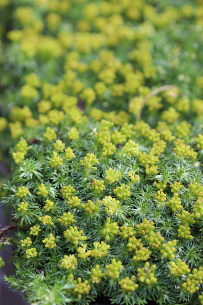 *RETAIL - Bolax gummifera 'Nana'