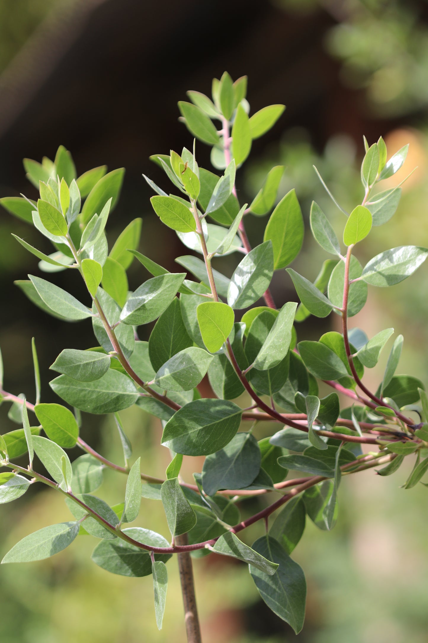 *RETAIL - Arctostaphylos manzanita 'Eclectic Blue'