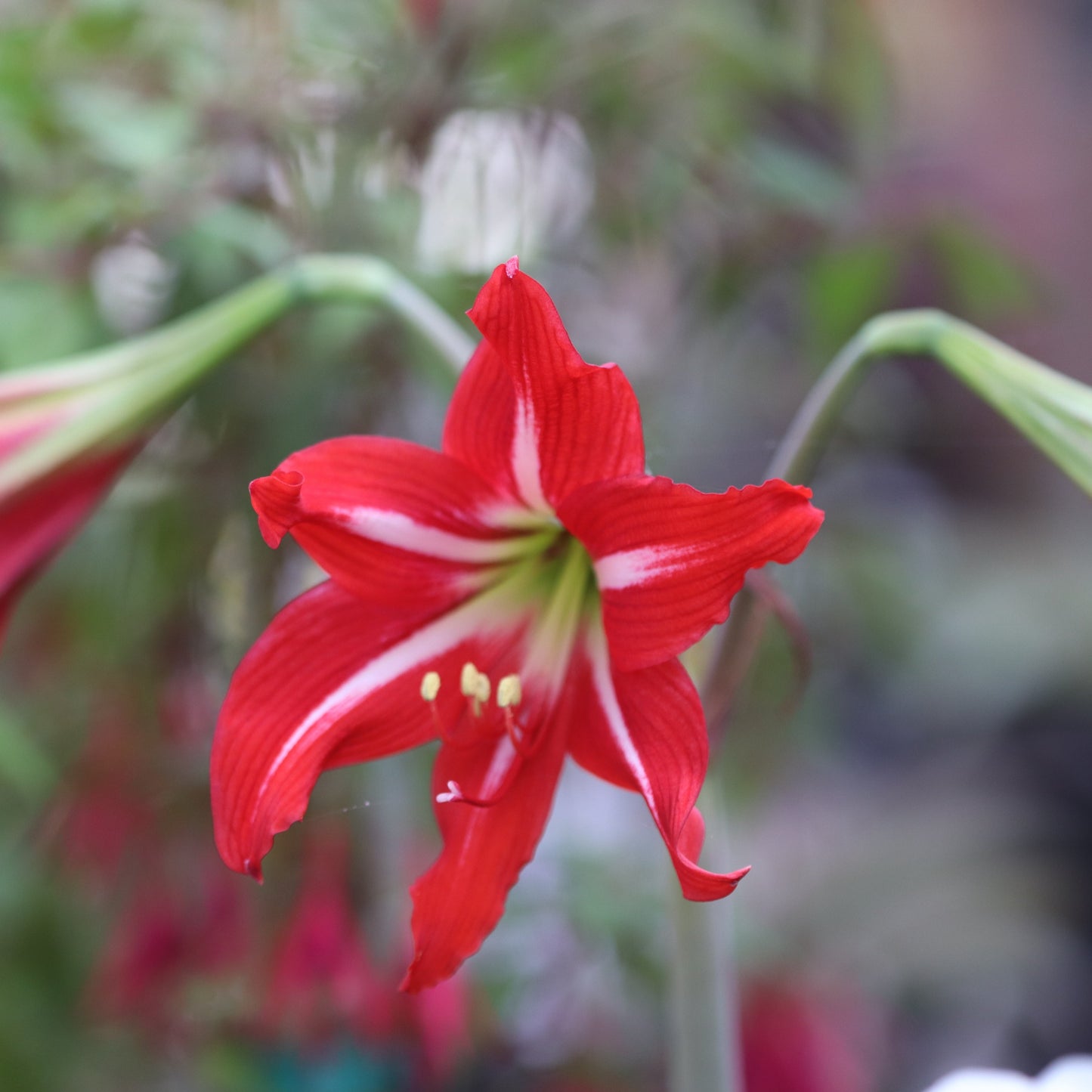 *RETAIL - Hippeastrum x johnsonii