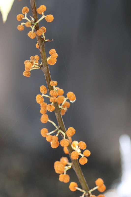 *RETAIL - Debregeasia edulis