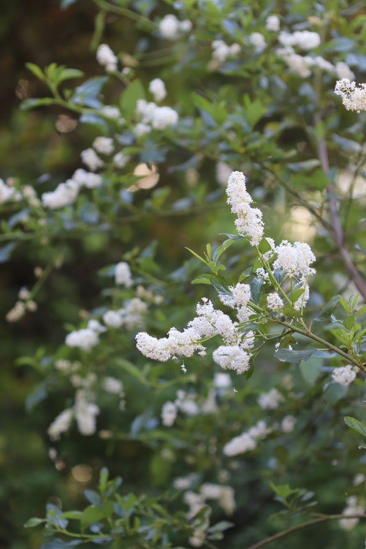 *RETAIL - Ceanothus x mendocinensis 'Chetco'