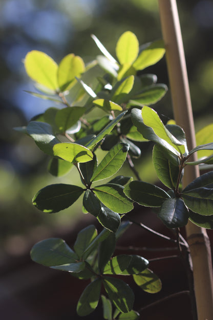 Quercus phillyreoides [Gifu Prefecture]