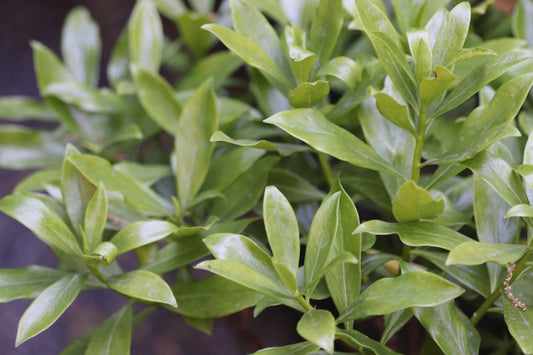 *RETAIL - Daphne odora 'Zuiko Nishiki'