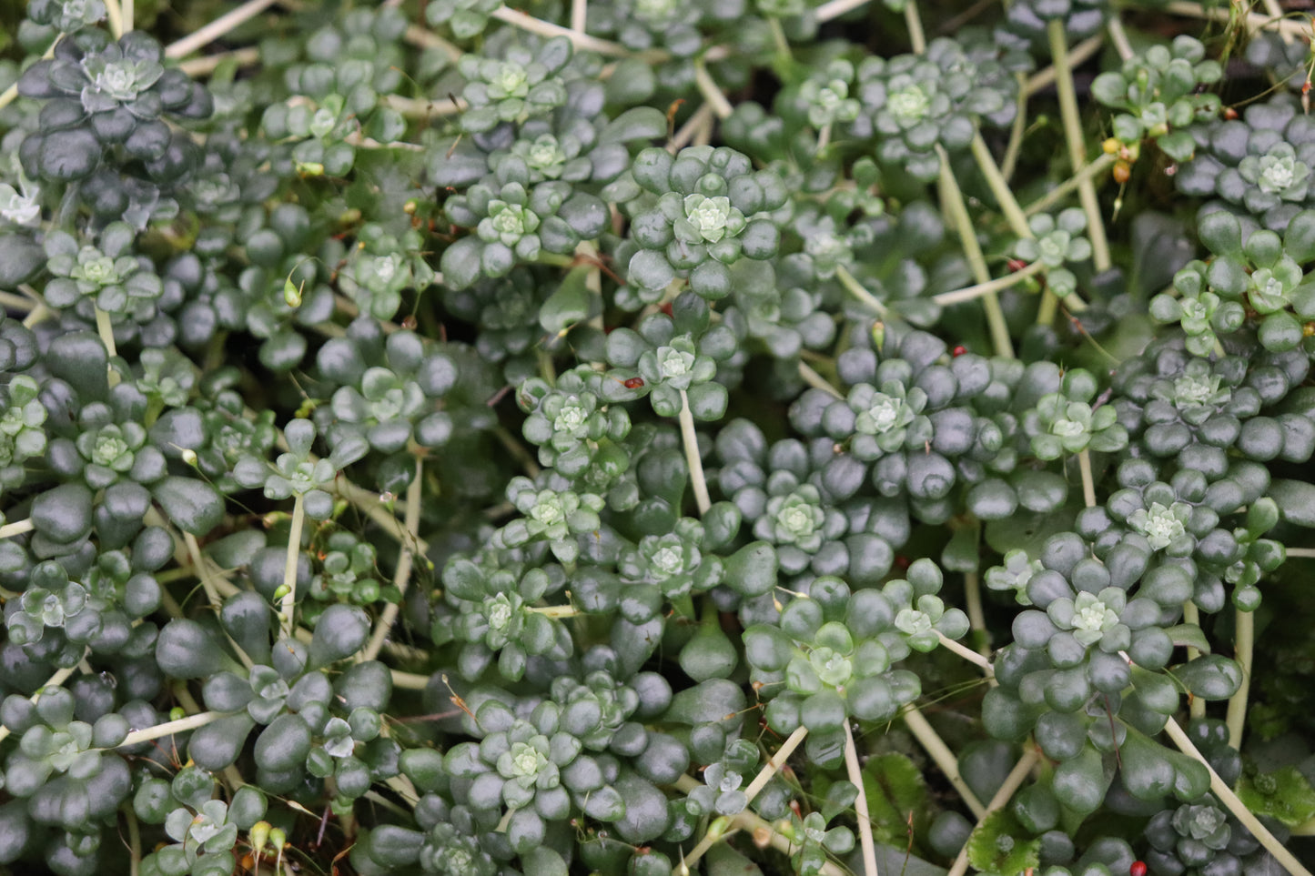 Sedum spathifolium 24.043b [red & grey]