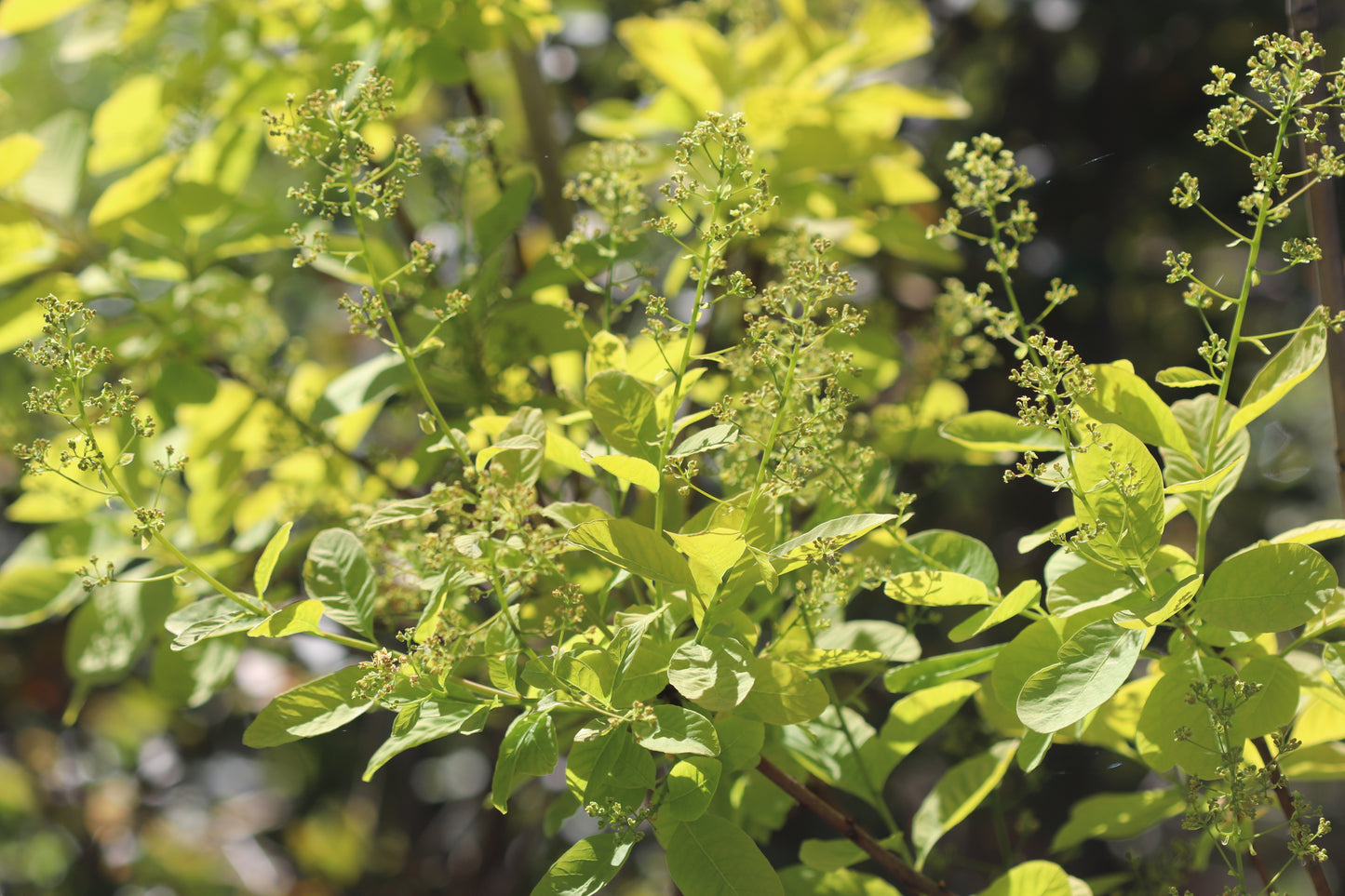 *RETAIL - Cotinus coggygria 'Golden Spirit'