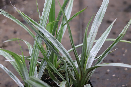 Astelia chathamica 'Silver Spear'