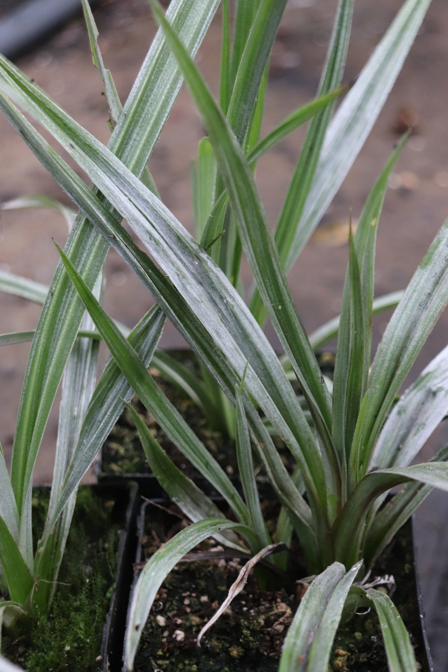 *RETAIL - Astelia chathamica 'Silver Spear'